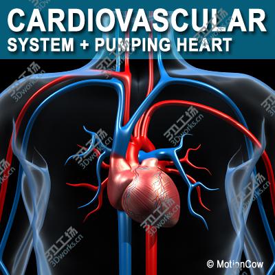 images/goods_img/20210319/Human Cardiovascular System/1.jpg